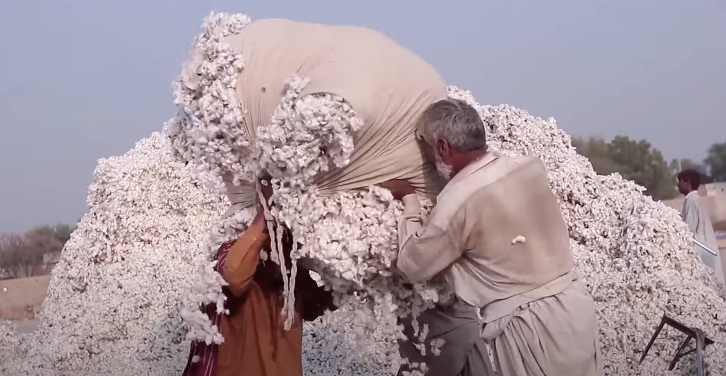 Making cotton production sustainable in Pakistan