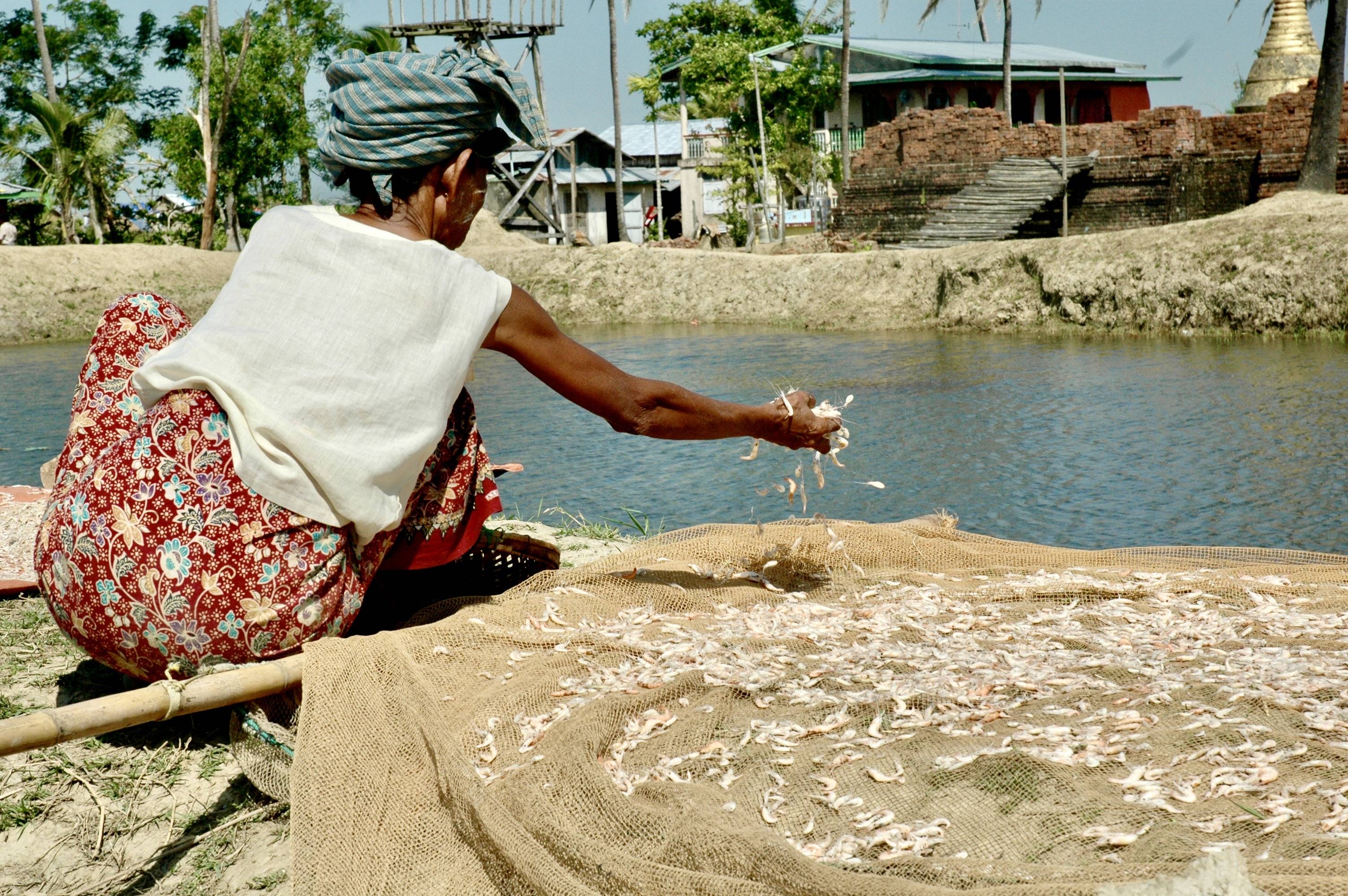 Nurturing Green Aquaculture in Myanmar (NGA-Myanmar)