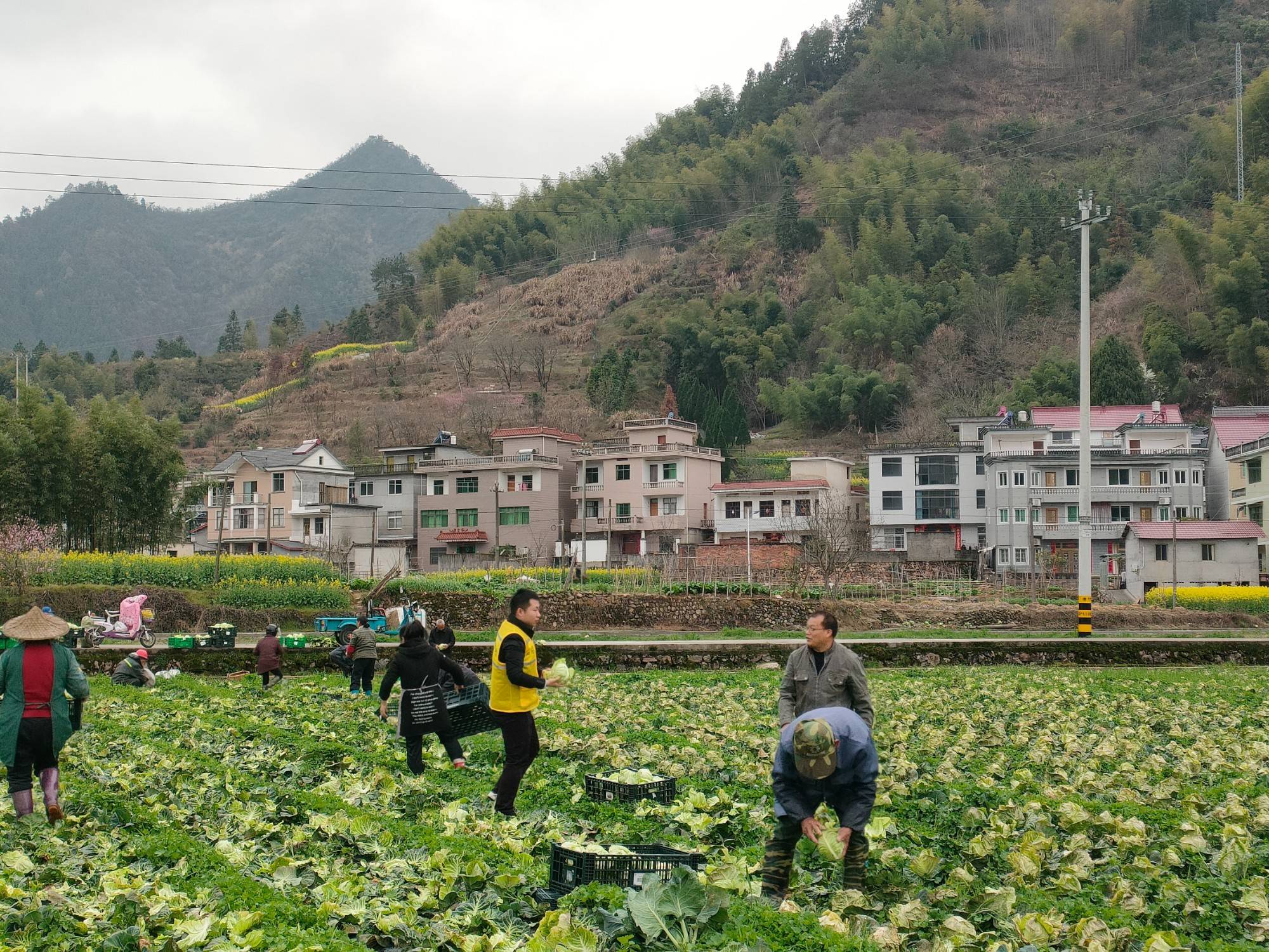Supporting Scheme for MSMEs by Building Sustainable Agricultural Fresh Food Production and Logistics in China (SAFE)