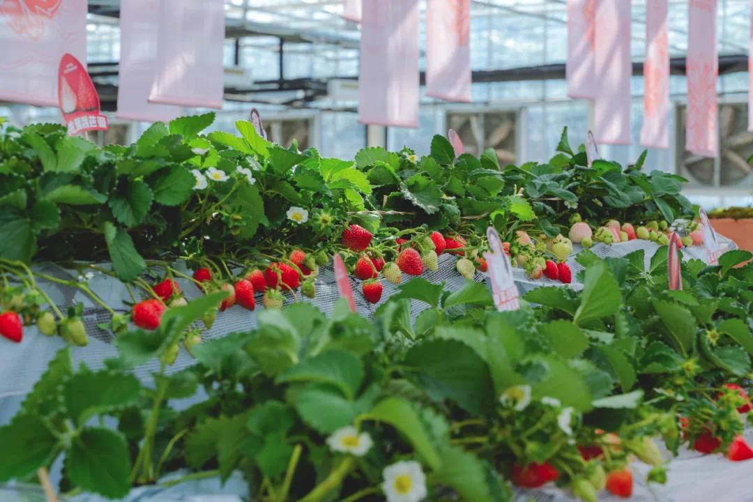 Supporting Scheme for MSMEs by Building Sustainable Agricultural Fresh Food Production and Logistics in China (SAFE)