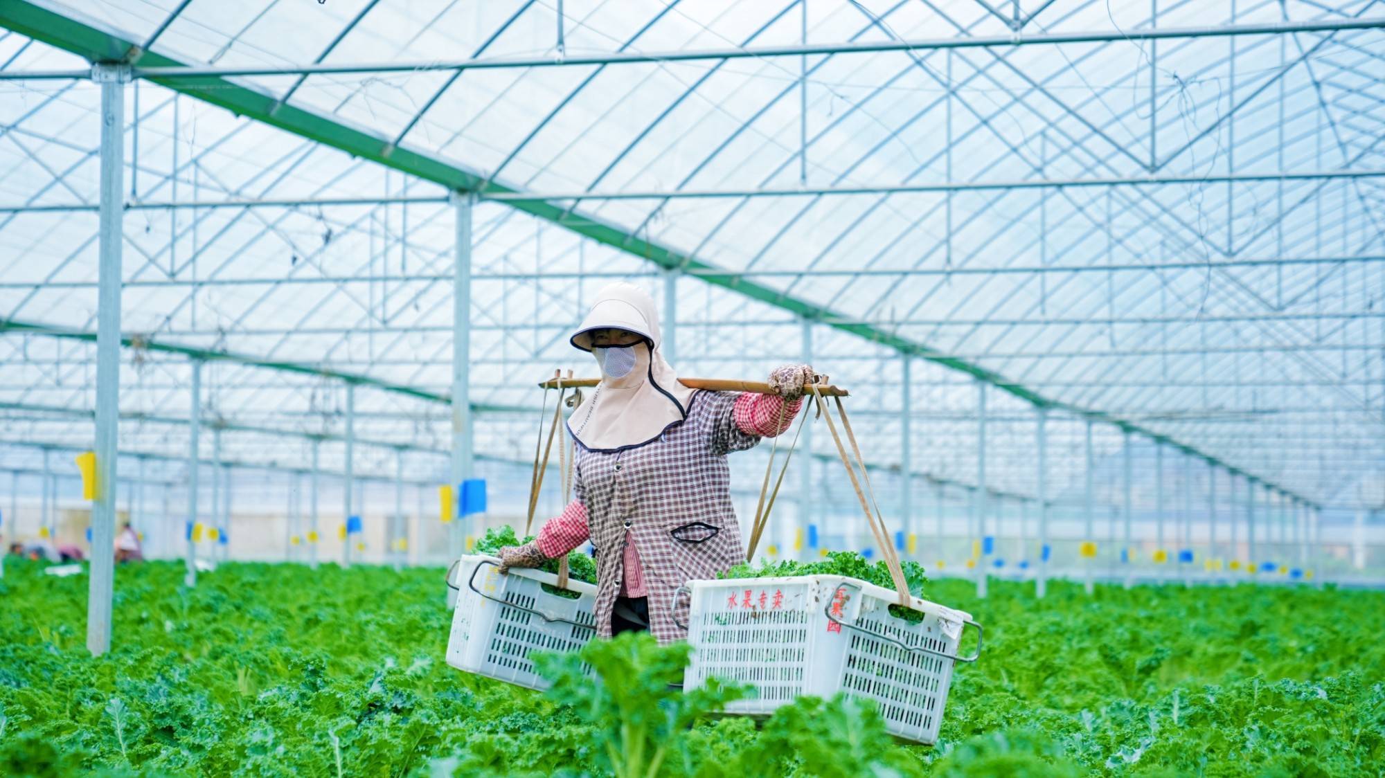 Supporting Scheme for MSMEs by Building Sustainable Agricultural Fresh Food Production and Logistics in China (SAFE)