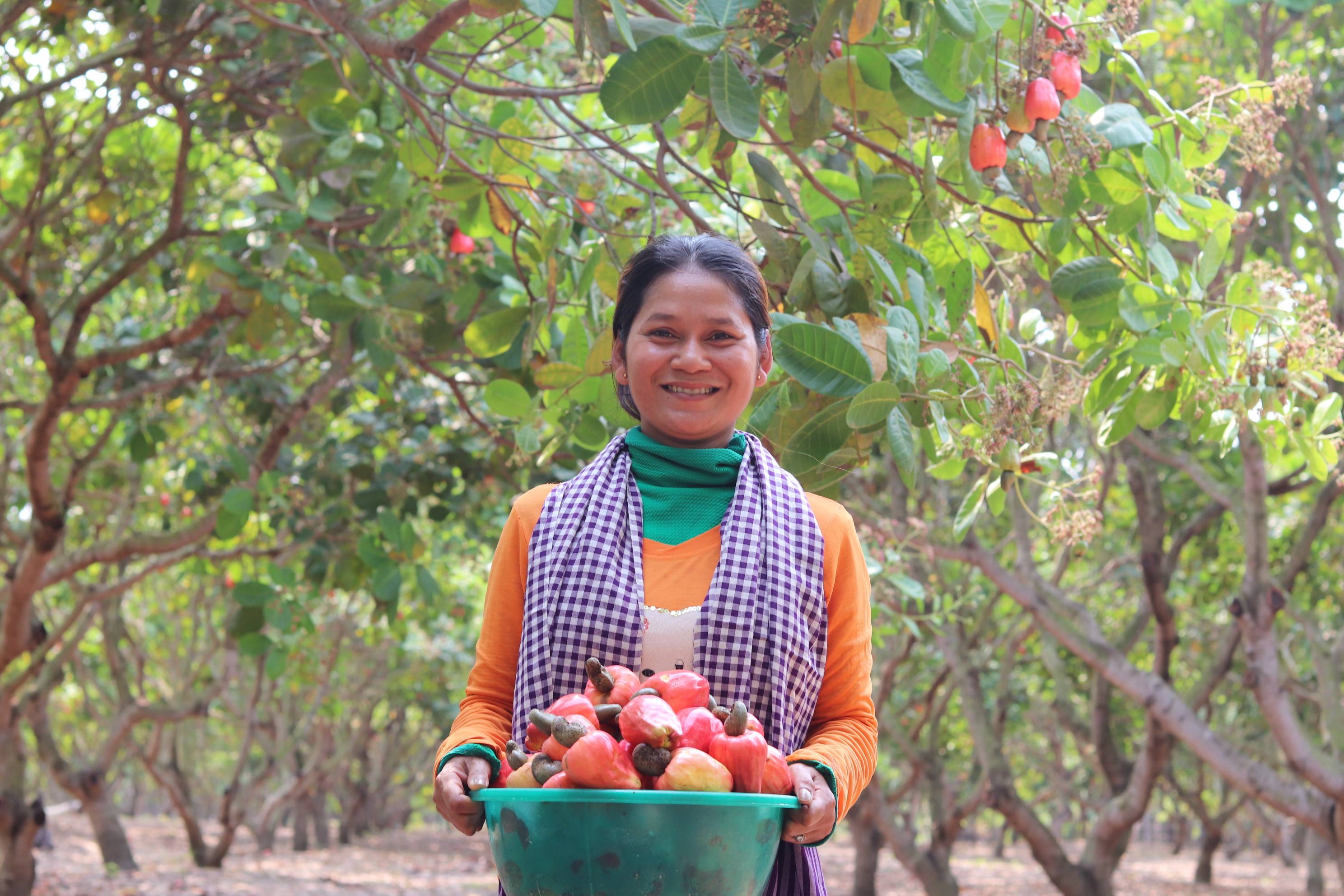 Accelerating Sustainability in Cambodia’s Agri food System (ASCA)