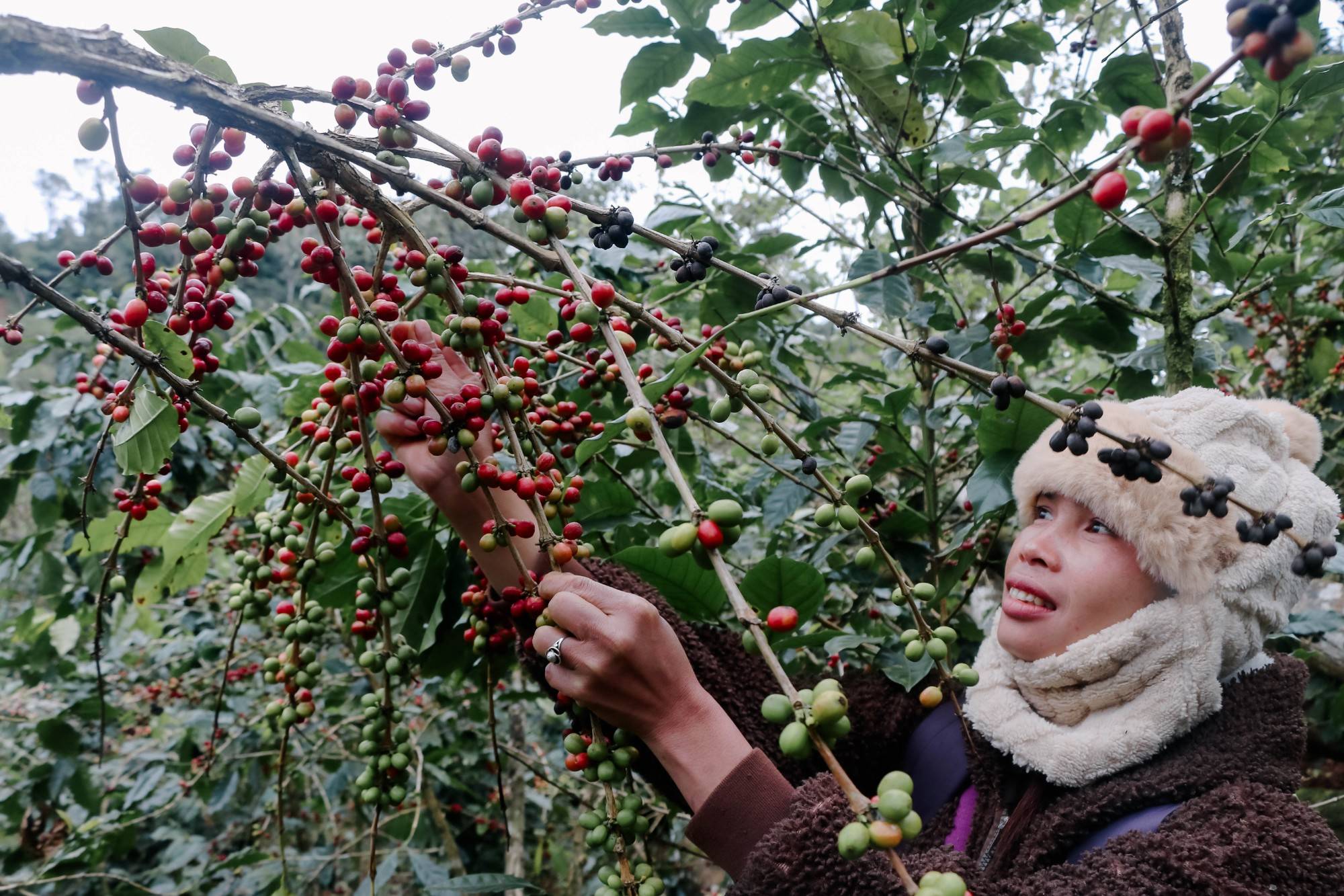 Sustainable Production and Ethic Responsible & Women Empowered Coffee Value Chains in Laos